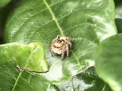 Carrhotus xanthogramma