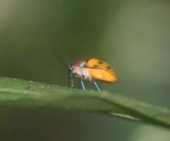 Graptophara reynaudii