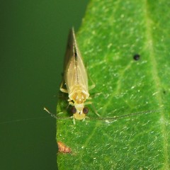 Caeciliusidae