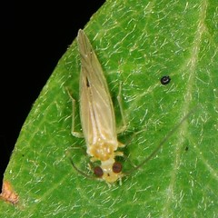 Caeciliusidae