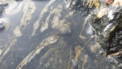 Nerita scabricosta
