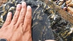 Nerita scabricosta