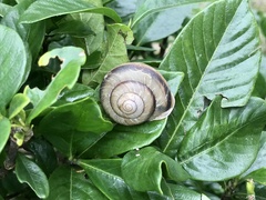 Euhadra subnimbosa