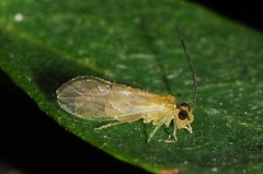 Caeciliusidae