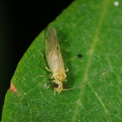 Caeciliusidae