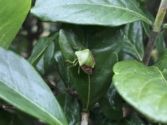 Plautia stali