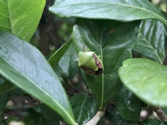 Plautia stali