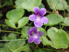 Pinguicula macroceras