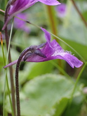Pinguicula macroceras