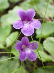 Pinguicula macroceras