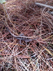 Anolis anisolepis