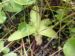 Pinguicula macroceras