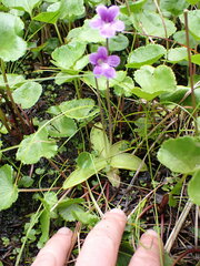 Pinguicula macroceras