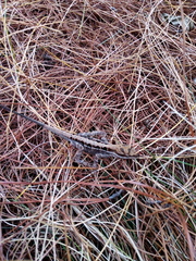 Anolis anisolepis