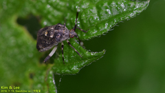 Eurystylus coelestialium