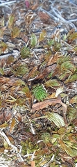Selaginella densa