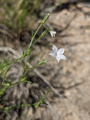 Ipomopsis laxiflora