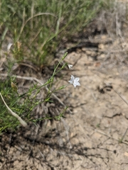 Ipomopsis laxiflora