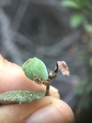 Callirhytis cedrosensis