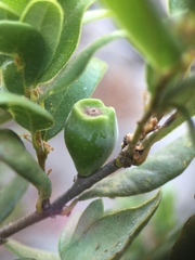 Callirhytis cedrosensis