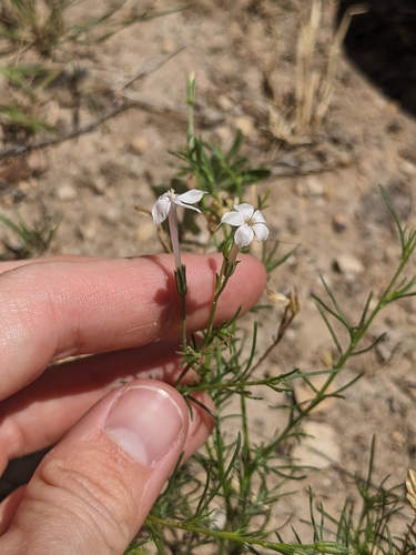 Image of Ipomopsis laxiflora by (c) Alaina Krakowiak, some rights reserved (CC BY)