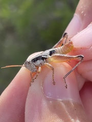 Melanoplus rotundipennis