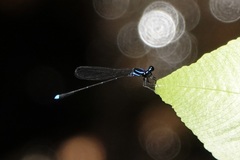 Prodasineura laidlawii