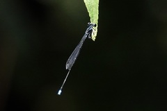 Prodasineura laidlawii