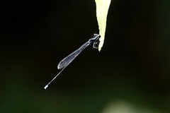 Prodasineura laidlawii