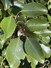 Xylosma hawaiensis