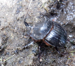 Copris hispanus hispanus