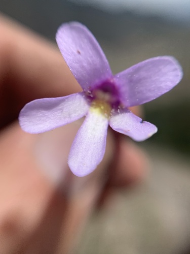 Pinguicula heterophylla