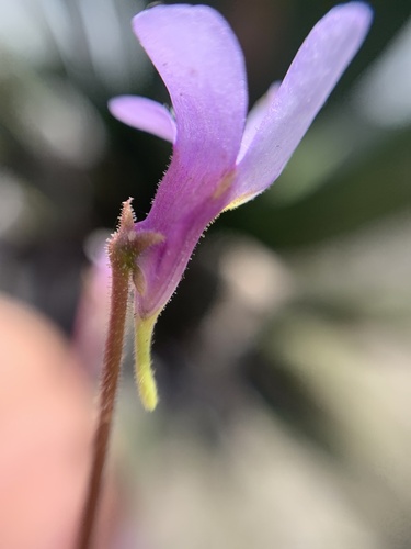 Side view of a violet butterwort flower showing its slender tube and pale spur.