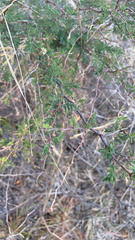 Mimosa aculeaticarpa biuncifera