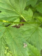 Clogmia albipunctata