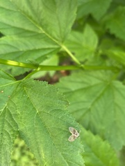 Clogmia albipunctata