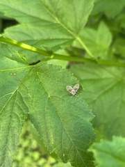 Clogmia albipunctata