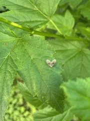 Clogmia albipunctata