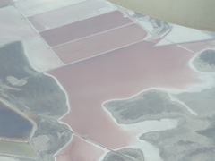 Archaea