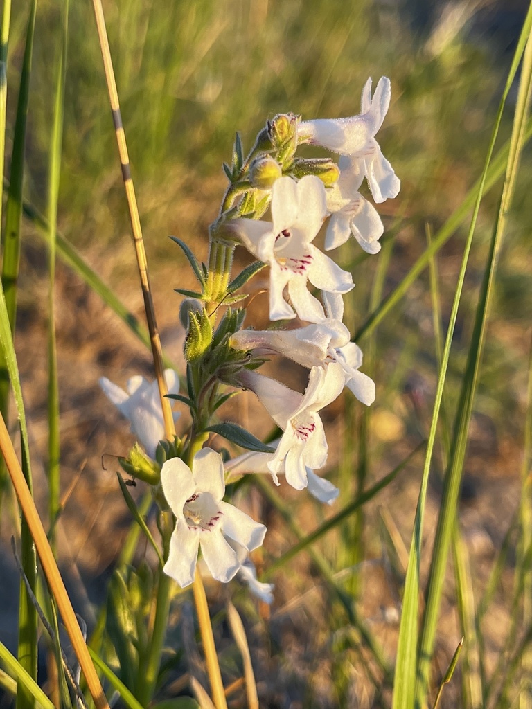 White-flower Beardtongue from Legacy Ridge, Lethbridge, AB, CA on July ...