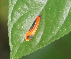 Coryptilum klugii