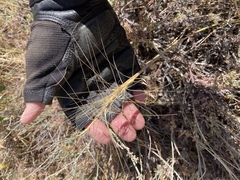 Elymus multisetus