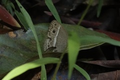 Mycalesis perseoides