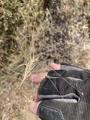 Elymus multisetus