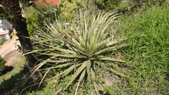 Hechtia glomerata
