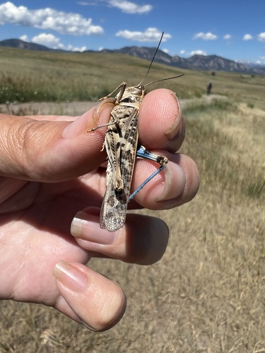 Pard Grasshopper photo 5