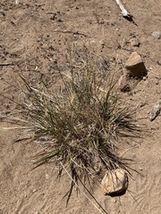 Elymus multisetus