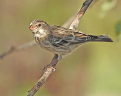 Crithagra atrogularis