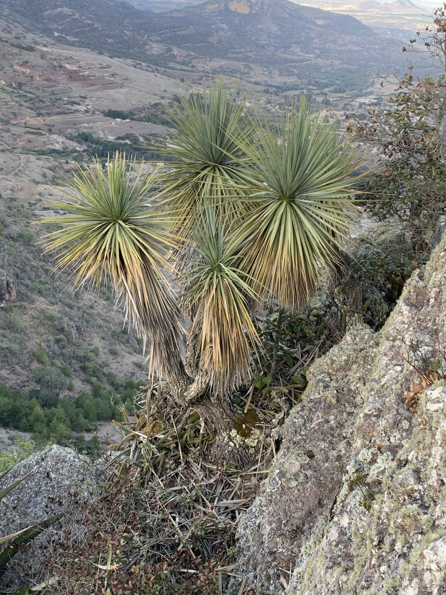 Nolina excelsa (Giant Sotol)