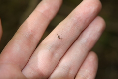 Aedes sierrensis